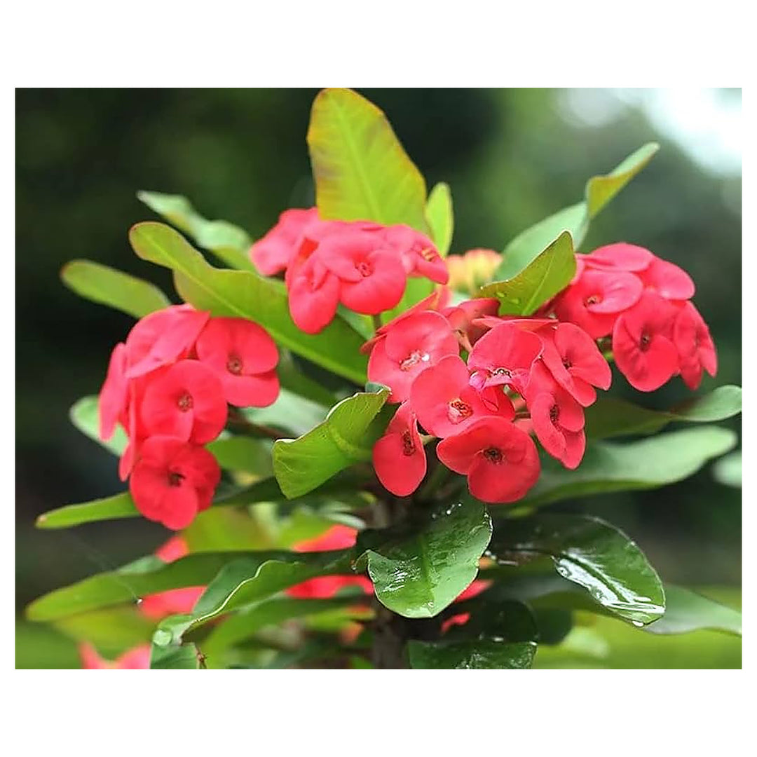 Deep Red Euphorbia Milii Flower Seeds for Planting – Heirloom, Non-GMO, High Germination Organic Garden Seeds | Neera Seeds product photo [neera-v4-fcce16ae1508dffa5e35]