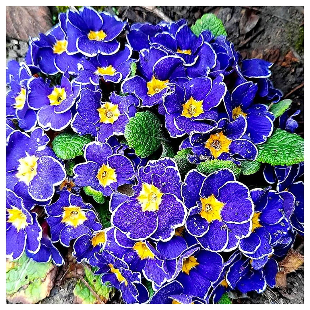 Heirloom Non-GMO Blue Evening Primrose Flower Seeds for Planting – Fragrant Garden Blooms | High Germination | Neera Seeds product photo [neera-v4-fcd61d7cc3d8b5cd0632]