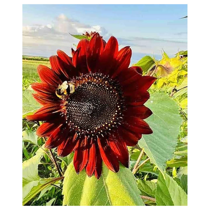 Red Sunflower Seeds for Planting – Bright Ornamental Blooms, Non-GMO Garden Flower Seeds | Neera Seeds product photo [neera-v4-fcdb40e5f5f72f633c63]