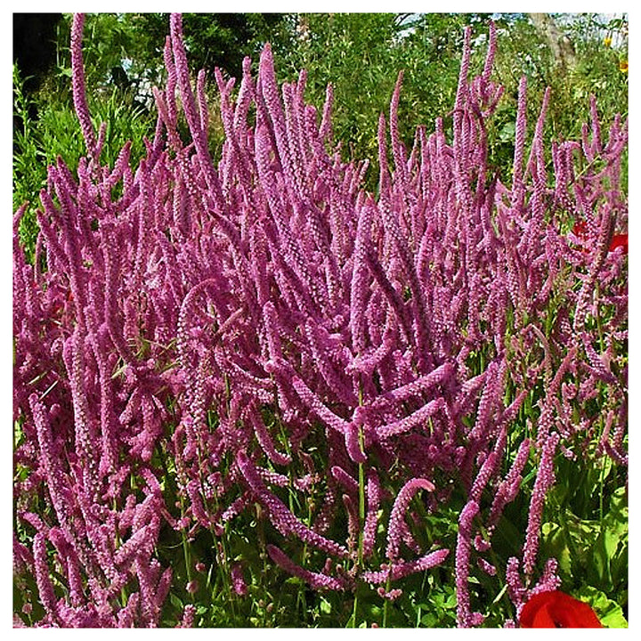 Heirloom Non-GMO Limonium Suworowii Flower Seeds – Ornamental Sea Lavender Seeds for Planting, High Germination Org | Neera Seeds product photo [neera-v4-fce0c75b7264cb132565]