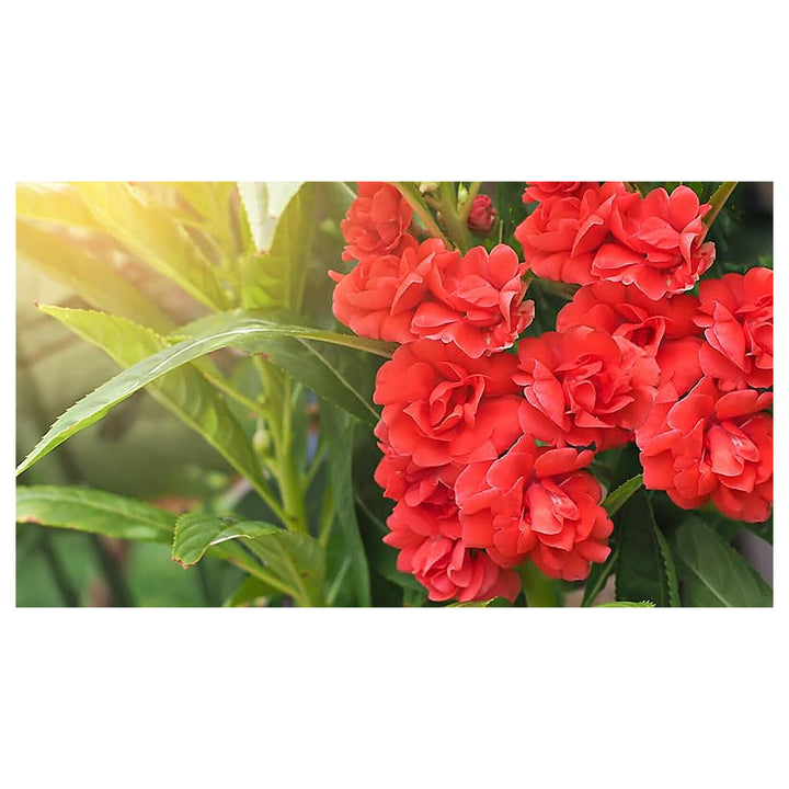 Heirloom Non-GMO Impatiens Carousel Flower Seeds for Planting – Colorful Shade-Loving Garden Blooms | Neera Seeds product photo [neera-v4-fcf846675a754a9c6ba1]