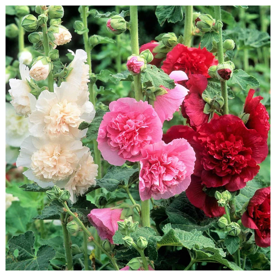 Heirloom Hollyhock Carnival Flower Seeds, Non-GMO Tall Colorful Blooms for Cottage Garden Planting | Neera Seeds product photo [neera-v4-fcfb7706d12948072edc]