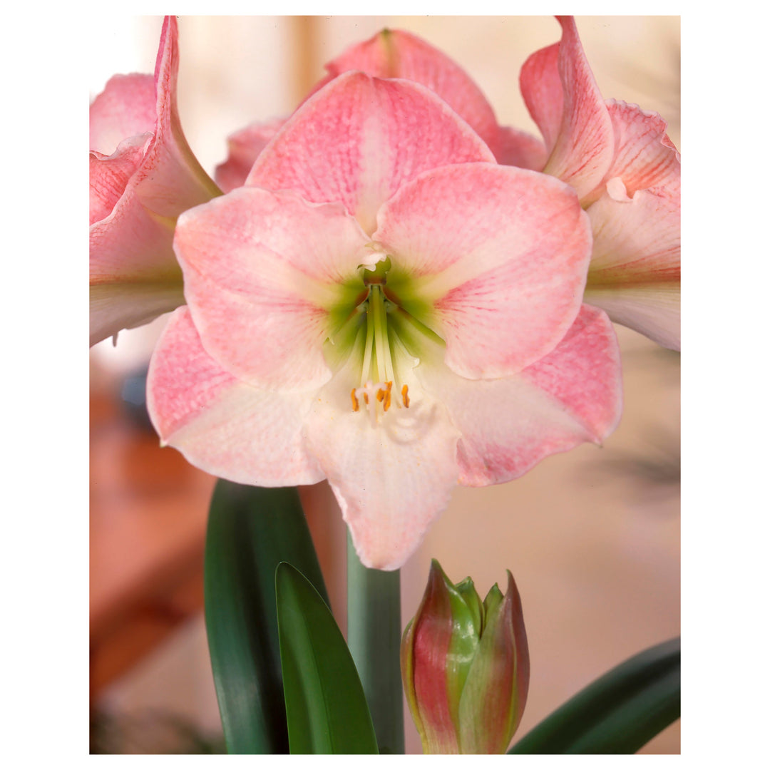 Heirloom Non-GMO Light Pink Hippeastrum Flower Seeds for Garden Planting – Elegant Amaryllis Variety | Neera Seeds product photo [neera-v4-fd078ace2329ca6d3256]
