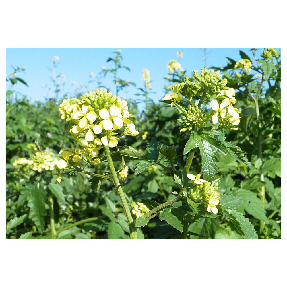 White Mustard Seeds (Sinapis alba) for Planting – Heirloom, Non-GMO Seeds for Culinary Use & Soil Enrichment | Neera Seeds product photo [neera-v4-fd0b3b2b84249aba3fa5]