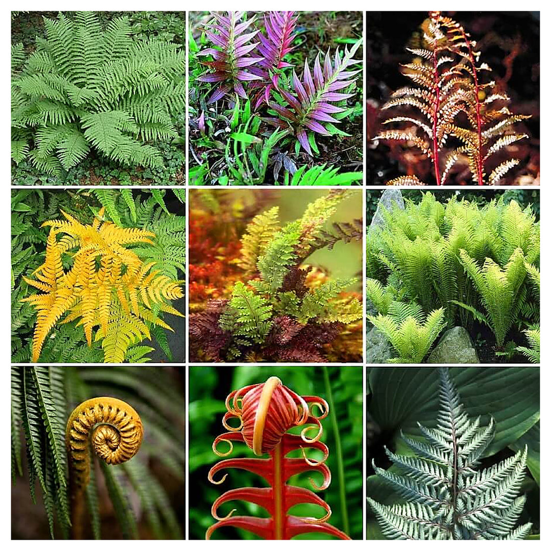 Fern Mixed Colour Plant Seeds for Planting – Heirloom Non-GMO High Germination Organic Garden Seeds | Neera Seeds product photo [neera-v4-fd2fca55dc2e2ecf1a00]