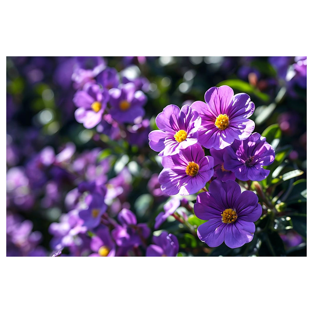 Purple Rock Cress Flower Seeds for Planting NON GMO Seeds | Neera Seeds product photo [neera-v4-fd3e710494f75ddce307]
