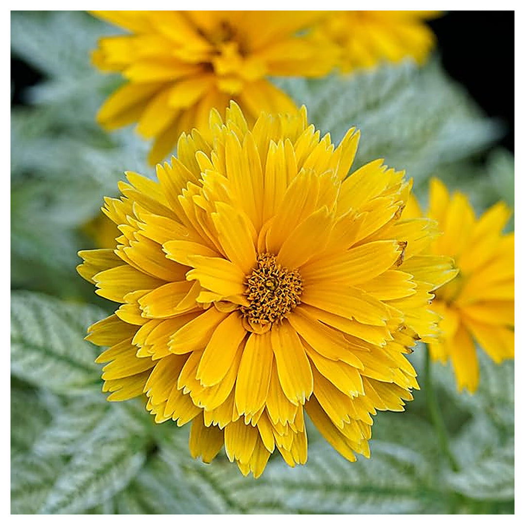 Heliopsis Sunflower Seeds – Heirloom, Non-GMO, High Germination Organic Garden Flower Seeds for Planting | Neera Seeds product photo [neera-v4-fd43c70e947b683fca64]