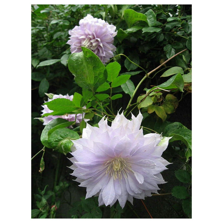 Hardy Clematis Floral Columbine Clematis Spp For Planting In Garden Flower Seeds for Home Garden | Neera Seeds product photo [neera-v4-fd441426f0d71e68ce08]