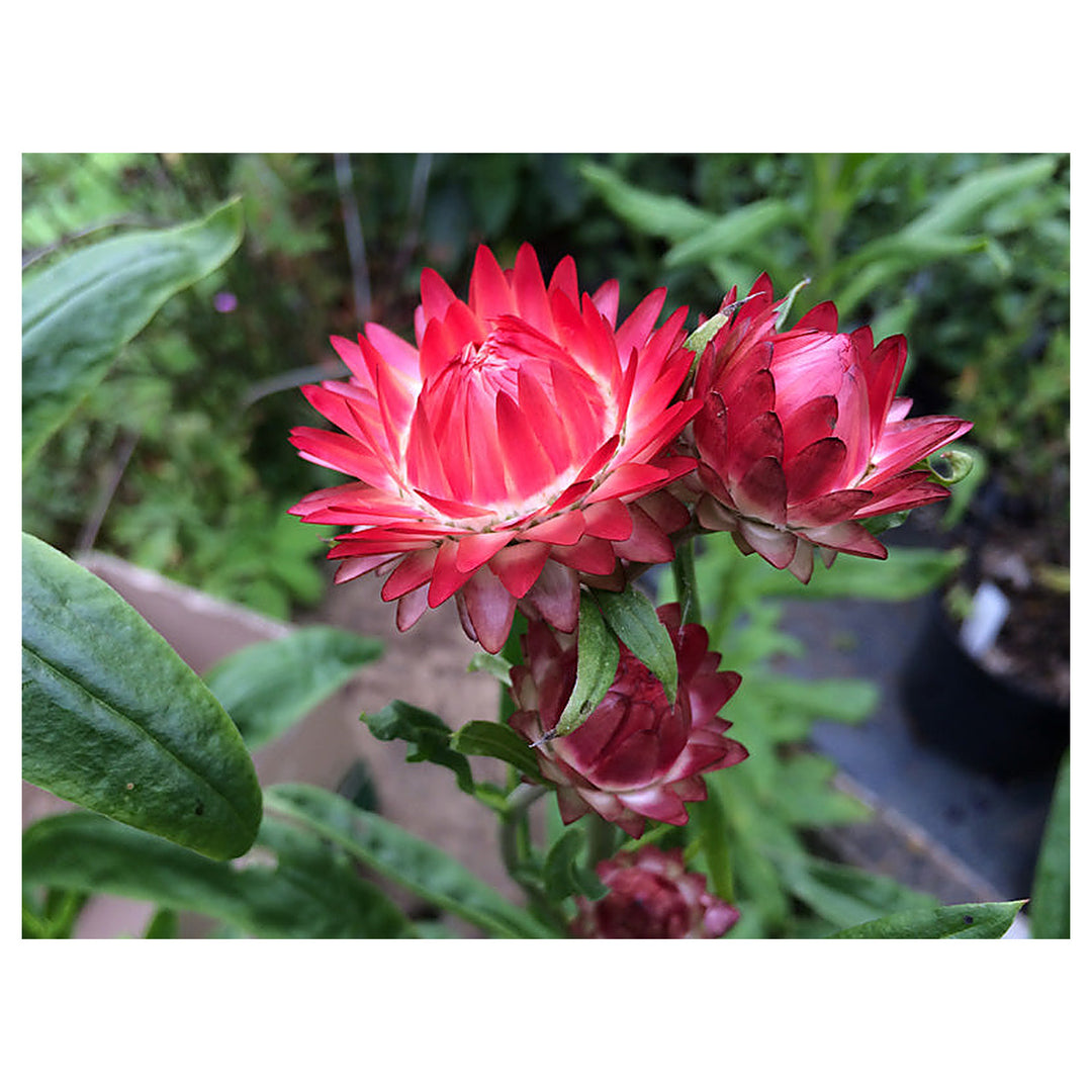 Helichrysum bracteatum 'King Size Salmon Rose' Seeds for Planting – Organic, Heirloom, Non-GMO | Neera Seeds product photo [neera-v4-fd483e3a75970810eb62]