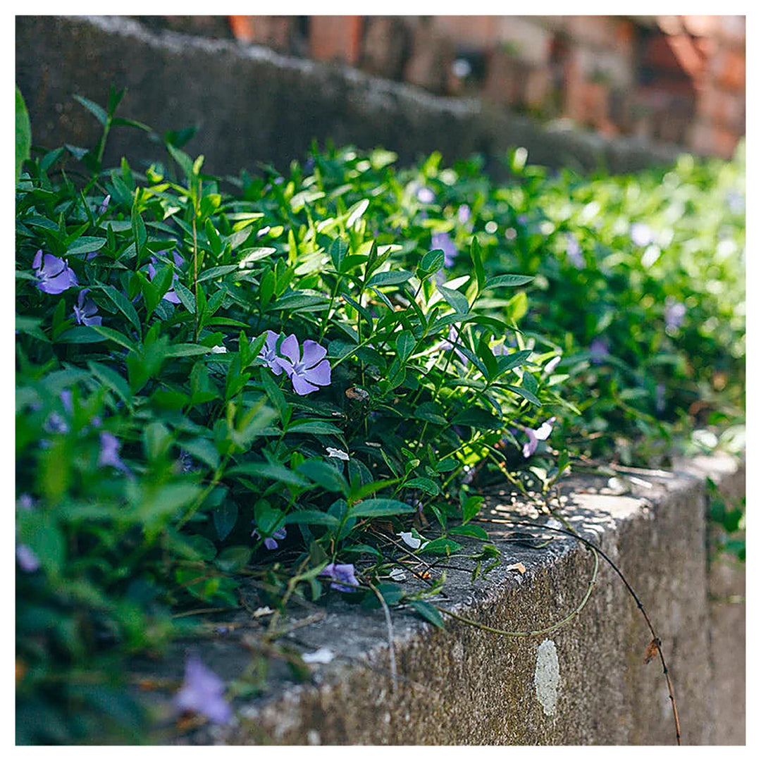 Violet Vinca Periwinkle Flower Seeds – Non-GMO, Heirloom, High Germination Seeds for Garden Planting | Neera Seeds product photo [neera-v4-fd4ab25b5c8edf365c08]