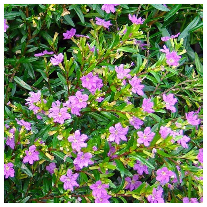Mexican Heather (Cuphea Hyssopifolia) Flower Seeds for Planting – Heirloom Non-GMO Organic Garden Seeds with High G | Neera Seeds product photo [neera-v4-fd5149a07726da1995d6]