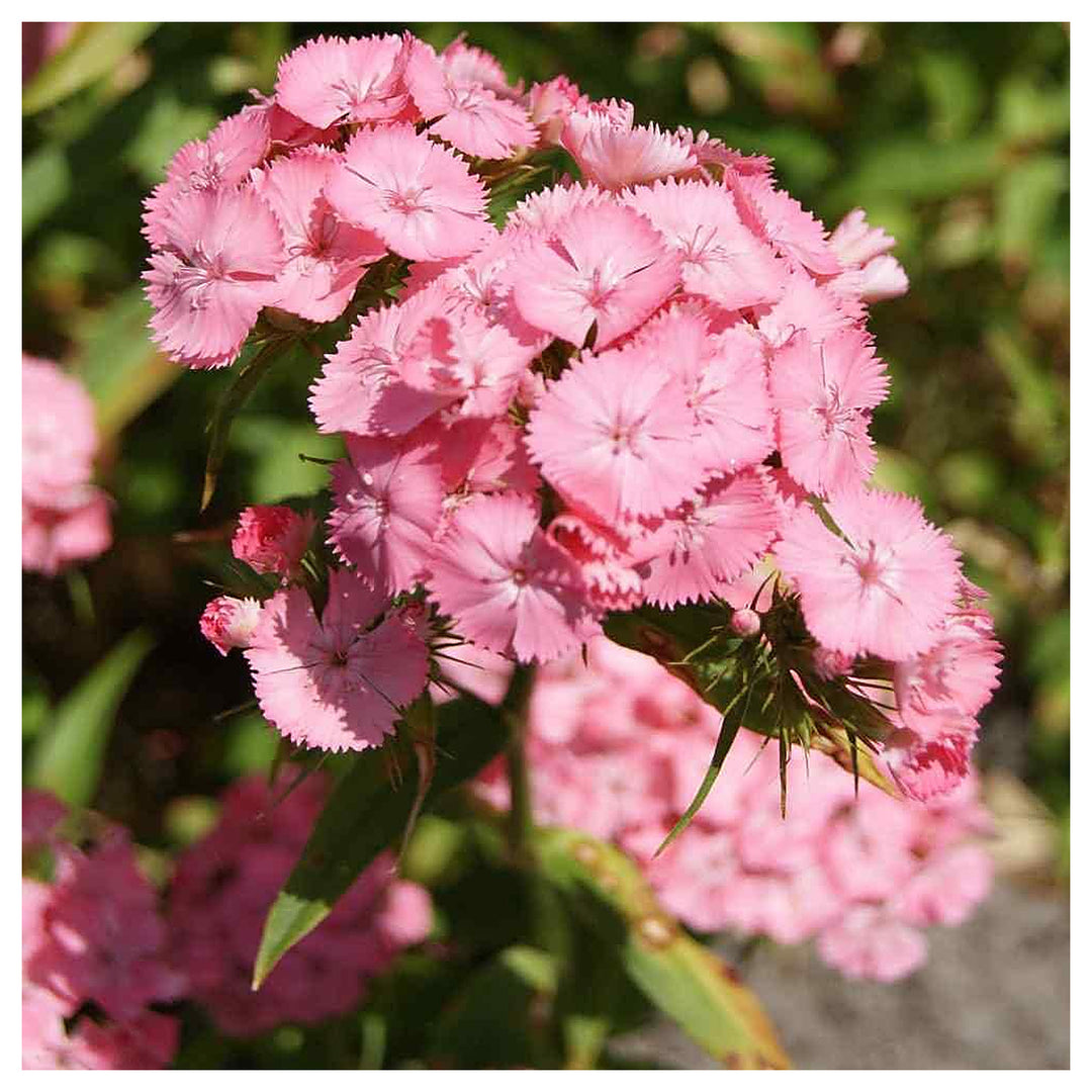 Light Pink Dianthus Flower Seeds for Planting, NON GMO Seeds | Neera Seeds product photo [neera-v4-fd548e5e45a9f63828f2]