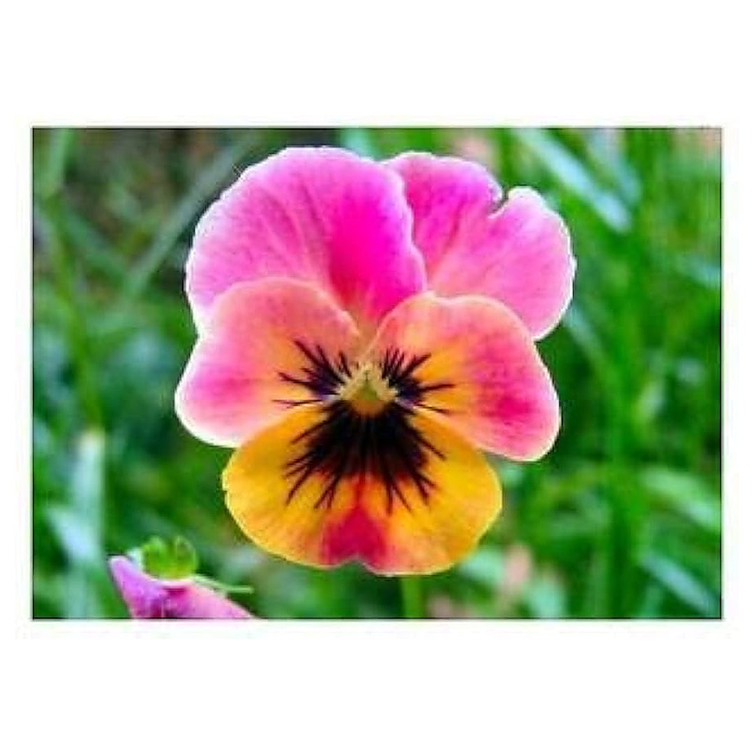 Pink Yellow Pansy Seeds for Planting – Organic, Heirloom Non-GMO High Germination Flower Seeds | Neera Seeds product photo [neera-v4-fd59369d31a6391c46b1]