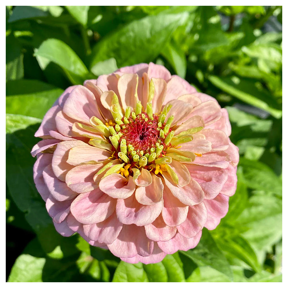 Baby Pink Zinnia Flower Seeds for Planting – Heirloom, Non-GMO, High Germination Bright Garden Blooms | Neera Seeds product photo [neera-v4-fd625534397942c280c8]