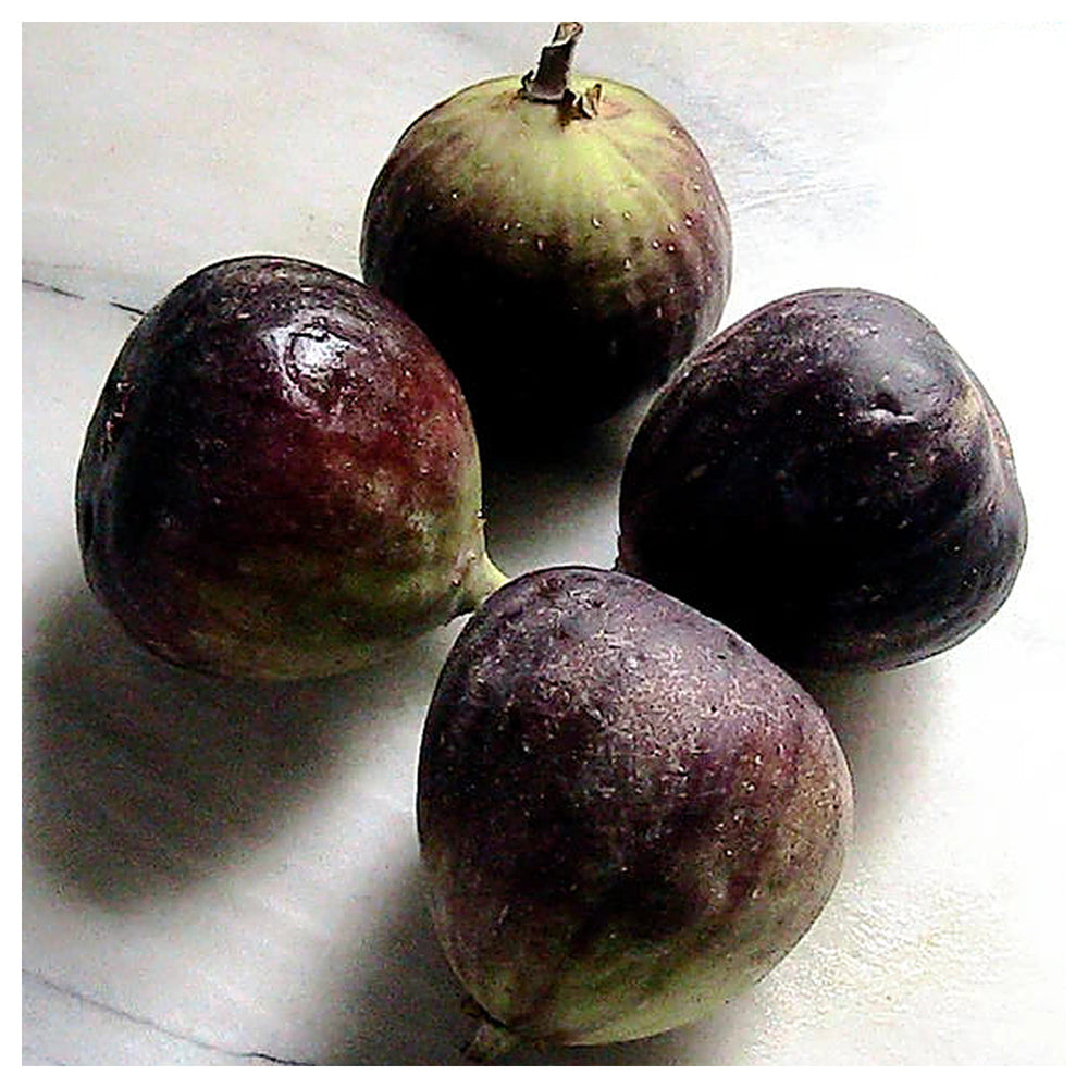 Brown Turkey Fig Tree Seeds for Planting – Hardy, Sweet, Heirloom, High Germination, Non-GMO Organic Garden Seeds | Neera Seeds product photo [neera-v4-fd646ff9b1e3ef0b72e0]