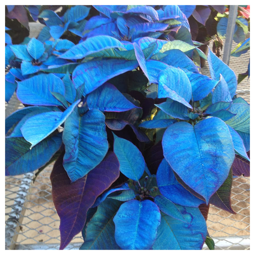 Deep Blue Poinsettia Flower Seeds for Planting – Heirloom Non-GMO Organic Garden Seeds, High Germination | Neera Seeds product photo [neera-v4-fd6732aa9fe10a8c88b9]
