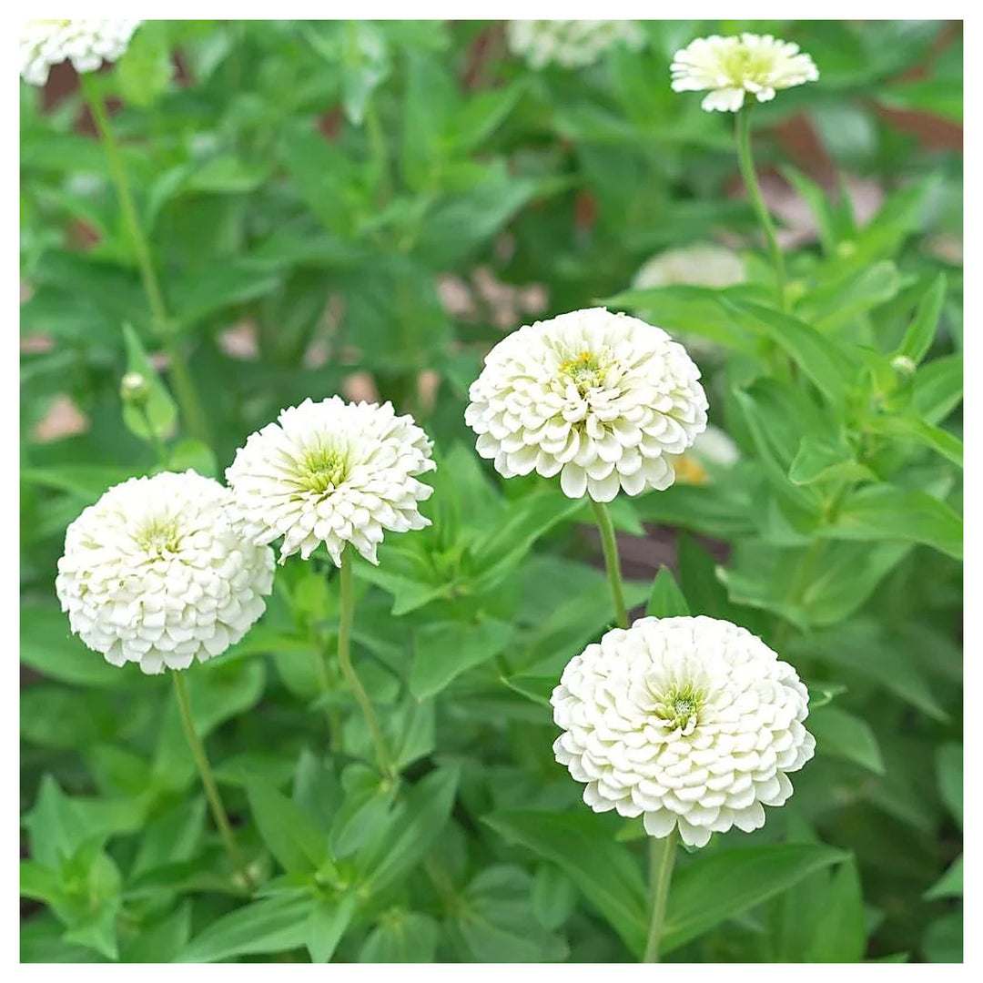 White Zinnia Flower Seeds for Planting – Non-GMO, Heirloom Garden Flower Seeds | Neera Seeds product photo [neera-v4-fd762ccea9dd14bb107f]