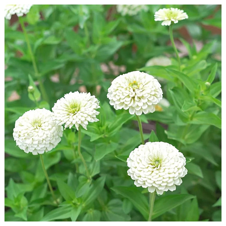 White Zinnia Flower Seeds for Planting – Non-GMO, Heirloom Garden Flower Seeds | Neera Seeds product photo [neera-v4-fd762ccea9dd14bb107f]