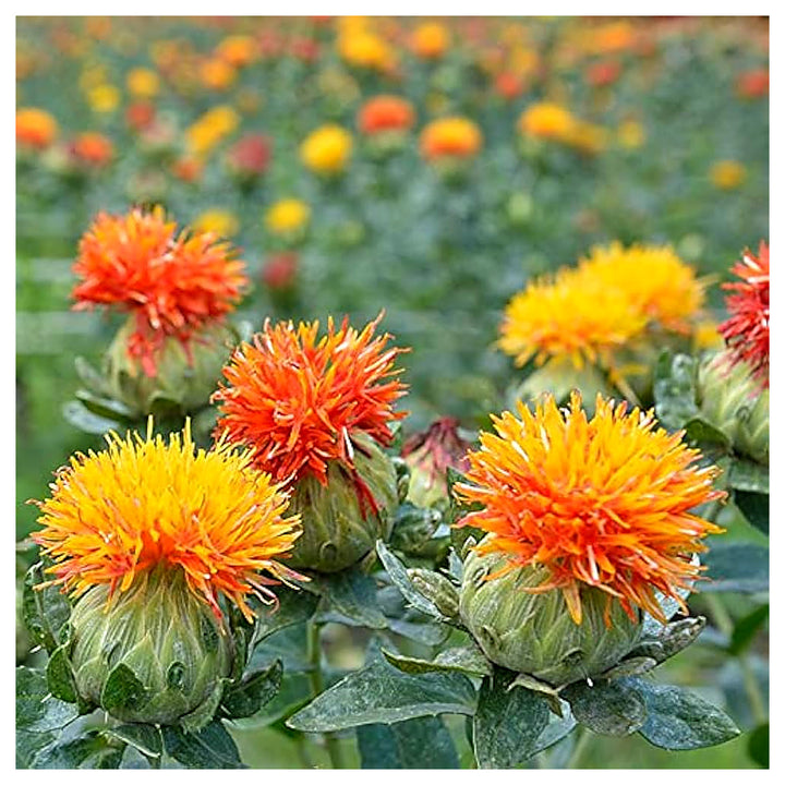 Mixed Carthamus Flower Seeds for Planting – Vibrant Safflower Varieties for Garden &amp; Landscaping | Neera Seeds product photo [neera-v4-fd8040a4af860c5d86fd]