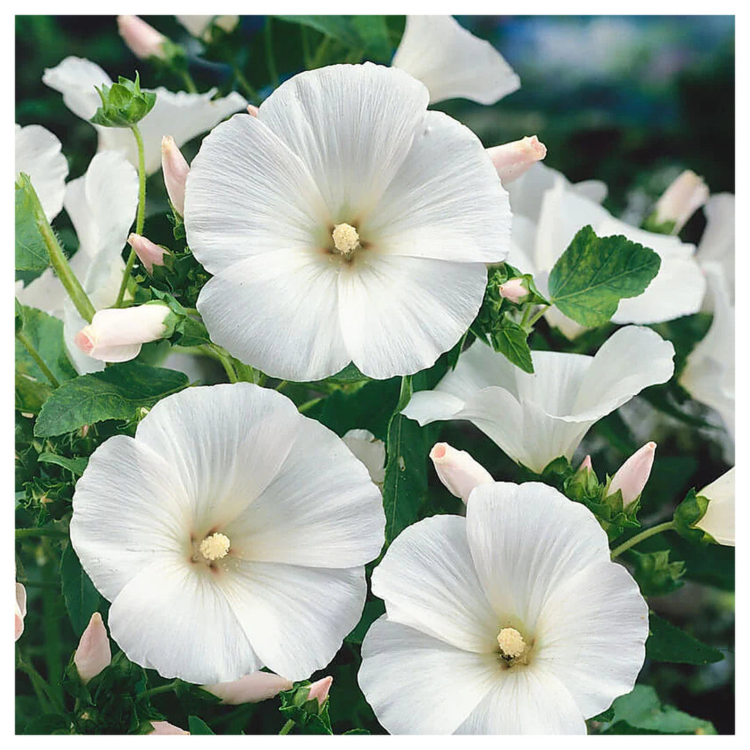 Organic White Lavatera Flower Seeds for Planting – Heirloom, Non-GMO | Neera Seeds product photo [neera-v4-fd871241910cba91bda7]
