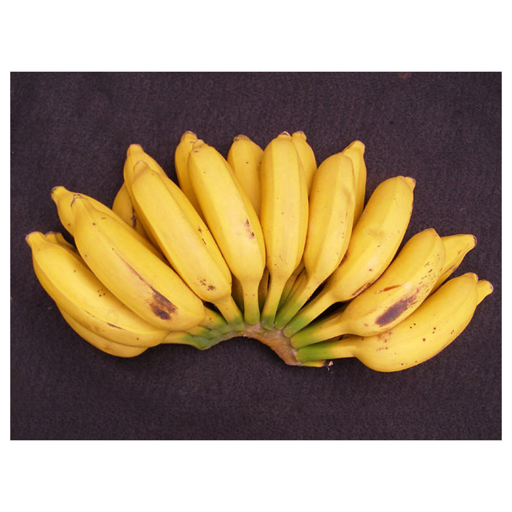 Goldfinger Banana Fruit Tree Seeds for Planting – Grow Exotic Banana Trees in Your Yard, Heirloom & Non-GMO Seeds | Neera Seeds product photo [neera-v4-fd89387a983c033beafc]