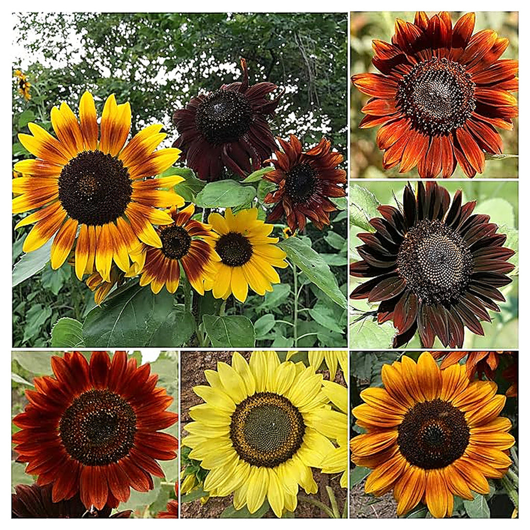 Flare Sunflower Dwarf Cm Pollen Free Flower Seeds Home Garden Planting, Landscape Organic | Neera Seeds product photo [neera-v4-fd9cfa1fcac7b98c125e]