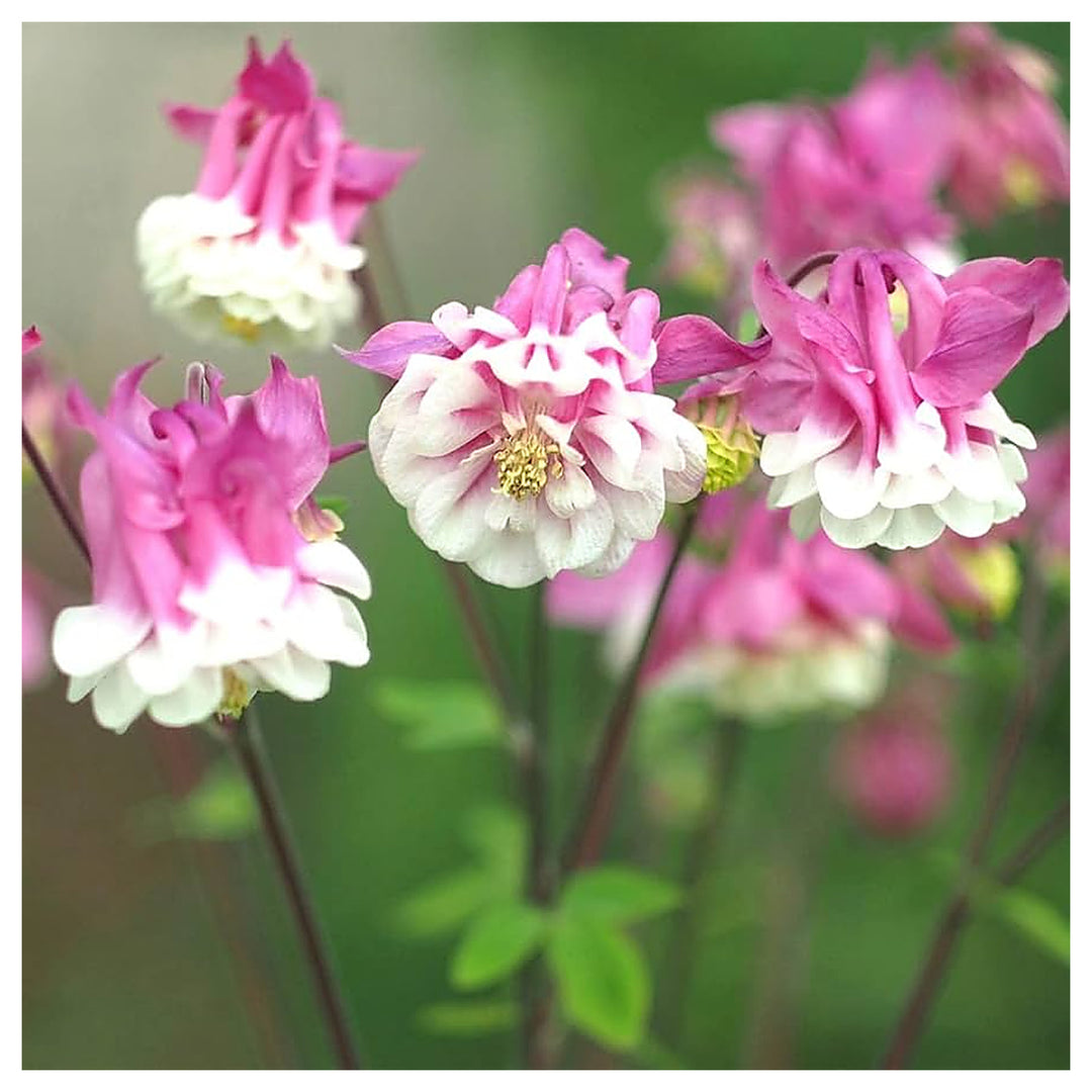 Pink Pink Columbine Petticoat For Pretty Flowers Flower Seeds for Home Garden Planting, Fragrant | Neera Seeds product photo [neera-v4-fd9d894023eef781ba57]