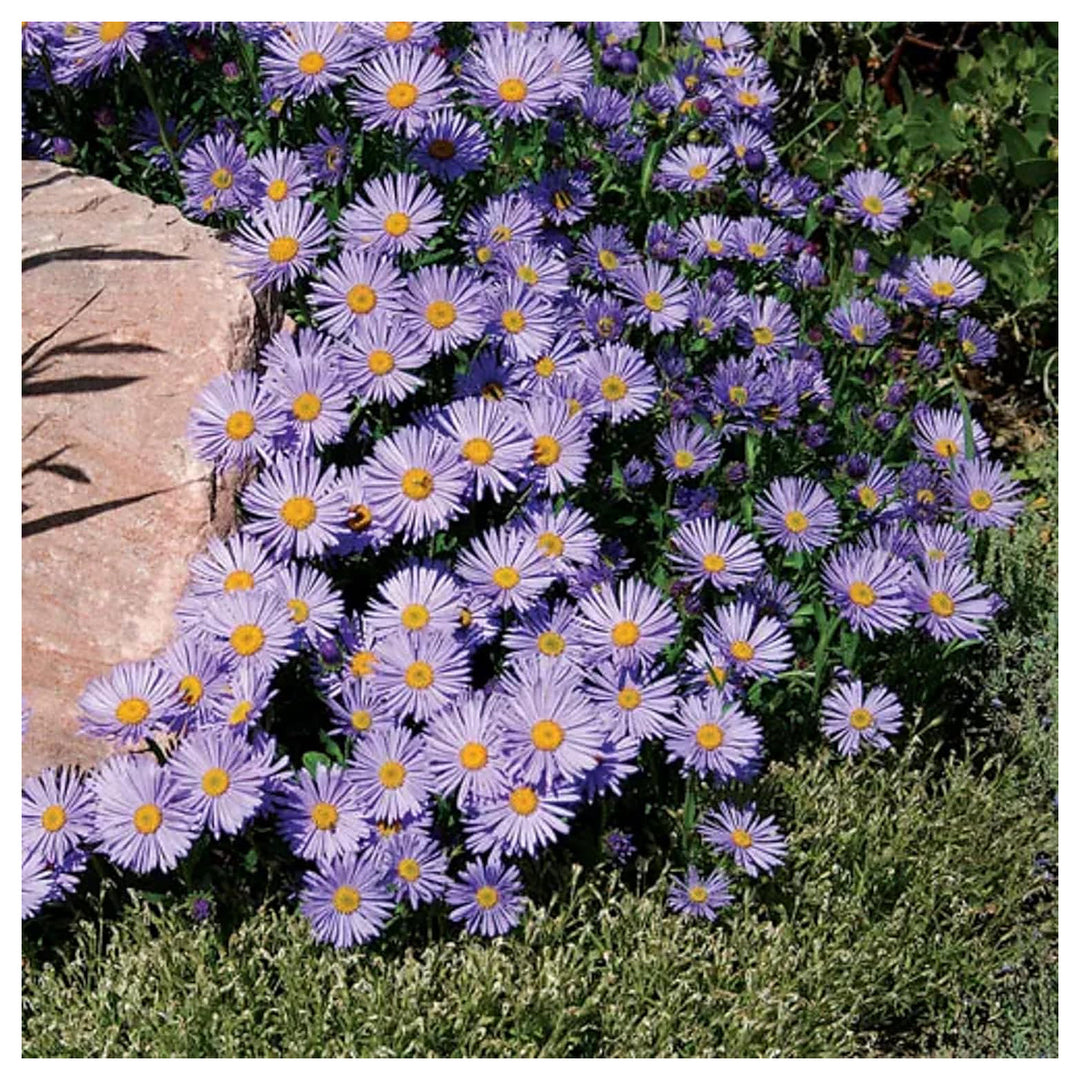 Aster Alpinus Flower Seeds – Heirloom, Non-GMO Alpine Garden Blooms | Neera Seeds product photo [neera-v4-fda5eb5089b391bc8ce4]