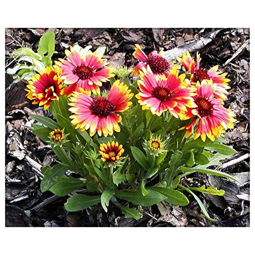 Gaillardia Goblin Blanket Gaillardia Aristata For Planting In Wildflower Garden Flower Seeds for | Neera Seeds product photo [neera-v4-fdd15d1406ee3d4c5070]