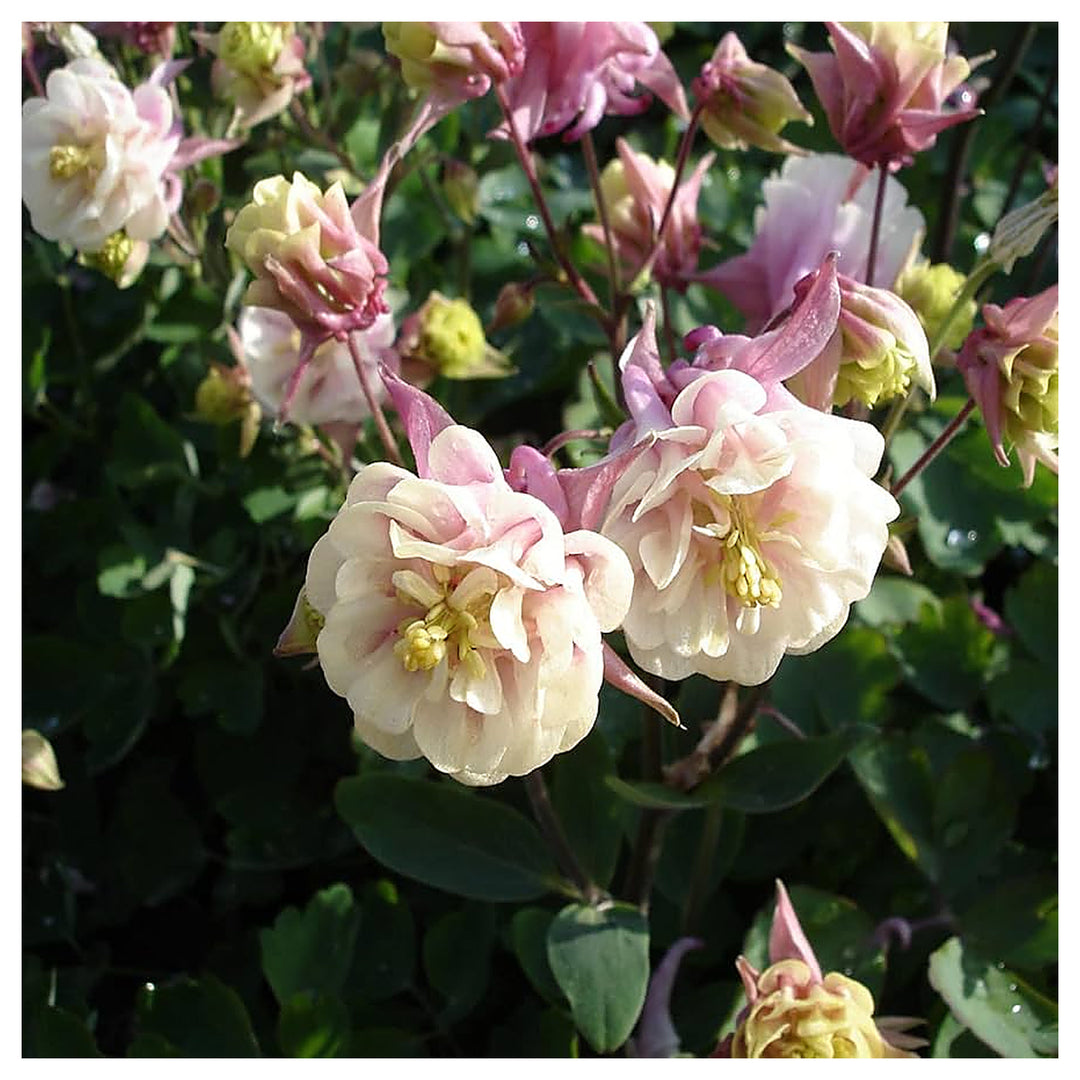 Aquilegia Winky Double Columbine Flower For Planting Flower Seeds for Home Garden Planting, | Neera Seeds product photo [neera-v4-fddaea66a404219a7ef8]