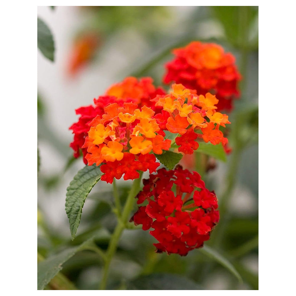 Orange Lantana Flower Seeds for Planting – Heirloom Non-GMO Organic Garden Seeds with High Germination Vibrant Poll | Neera Seeds product photo [neera-v4-fddee3998aca204fbcf3]