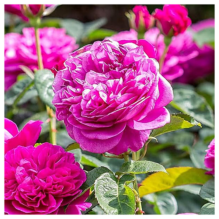 Pink Heirloom Damask Rose For Flower Bushes Flower Seeds for Home Garden Planting, Ornamental | Neera Seeds product photo [neera-v4-fde68e821857fc772f3a]