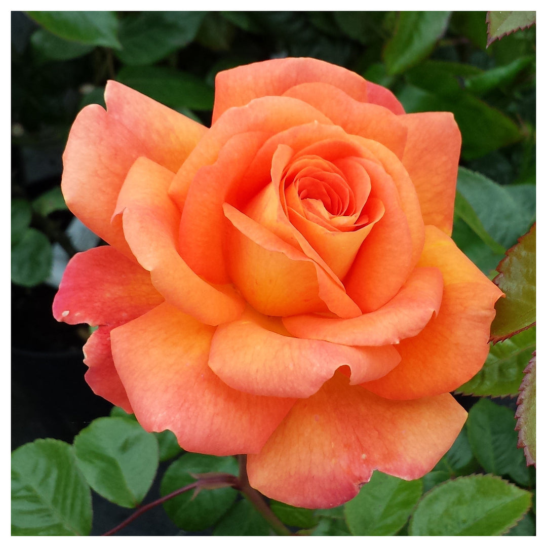 Orange Promise Rose Plant Seeds for Planting – Heirloom, Non-GMO, High Germination Garden Seeds | Neera Seeds product photo [neera-v4-fdeeedd110e94921f325]