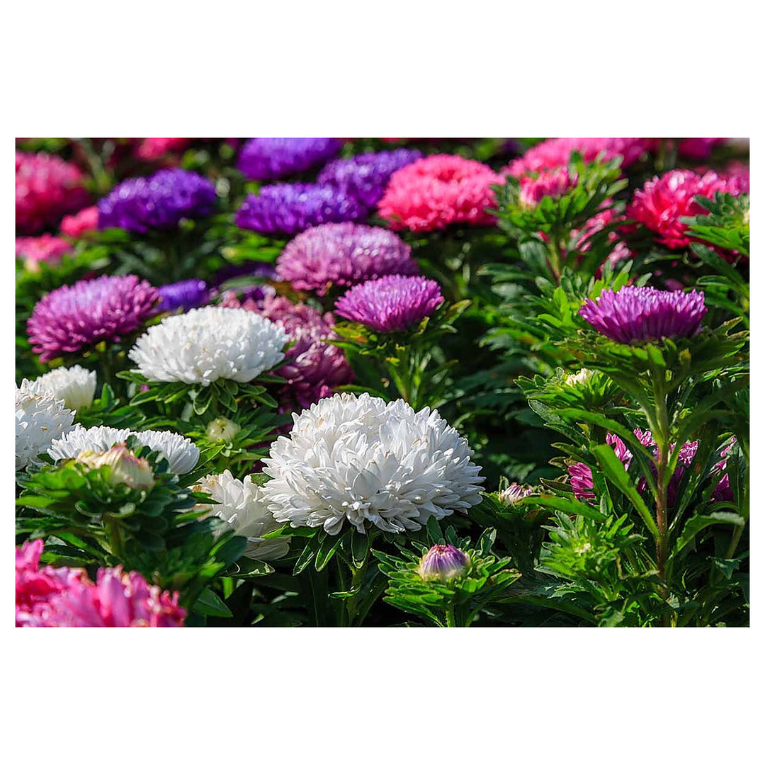 Giant Multi Aster Flower Seeds for Planting – Heirloom, Non-GMO, High Germination Organic Garden Seeds | Neera Seeds product photo [neera-v4-fdfa04b2a74f0ca80268]