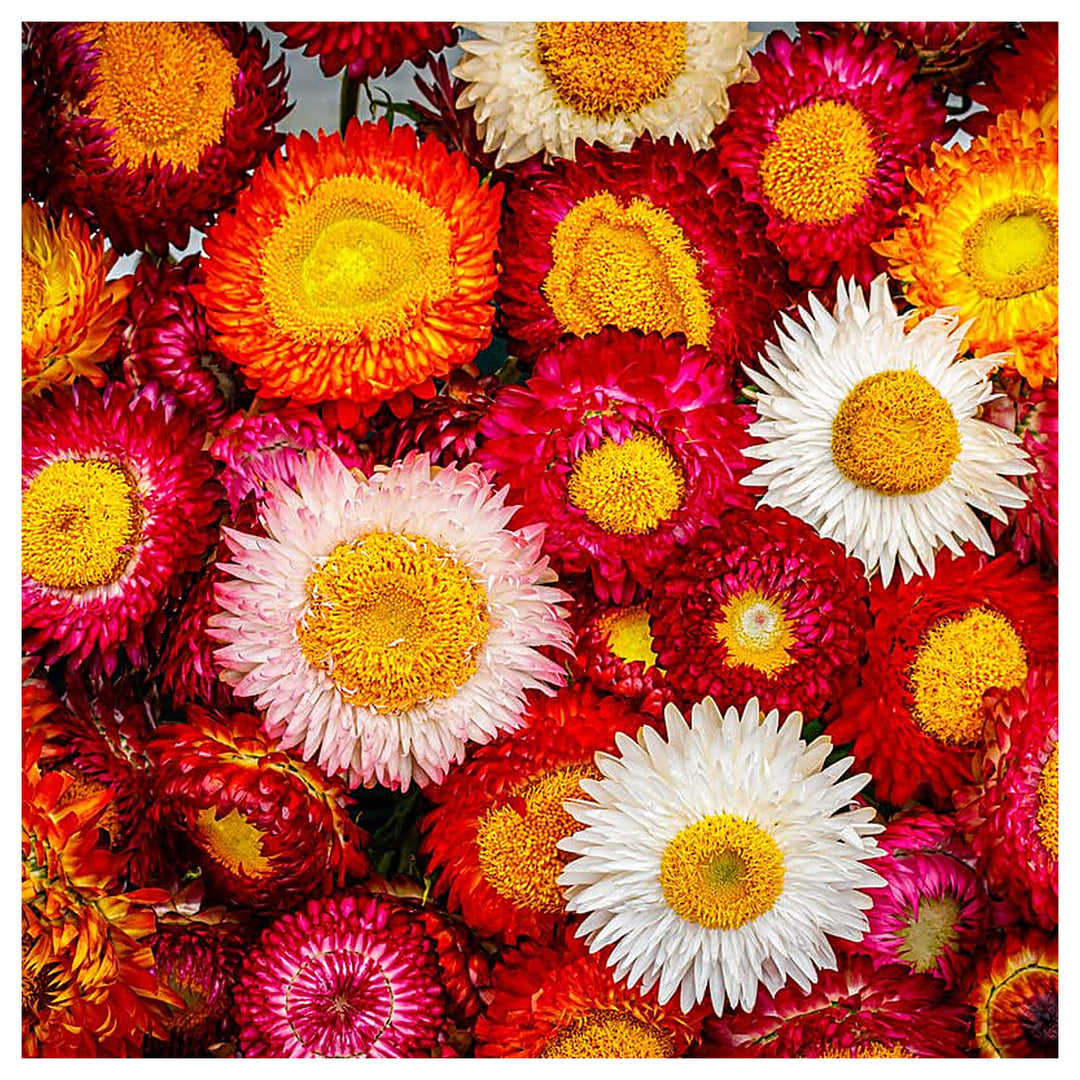 Red Yellow Habranthus Tubispathus Variety Ornamental Garden Plants Flower Seeds Home Garden | Neera Seeds product photo [neera-v4-fdfa2e9ae6d624903229]