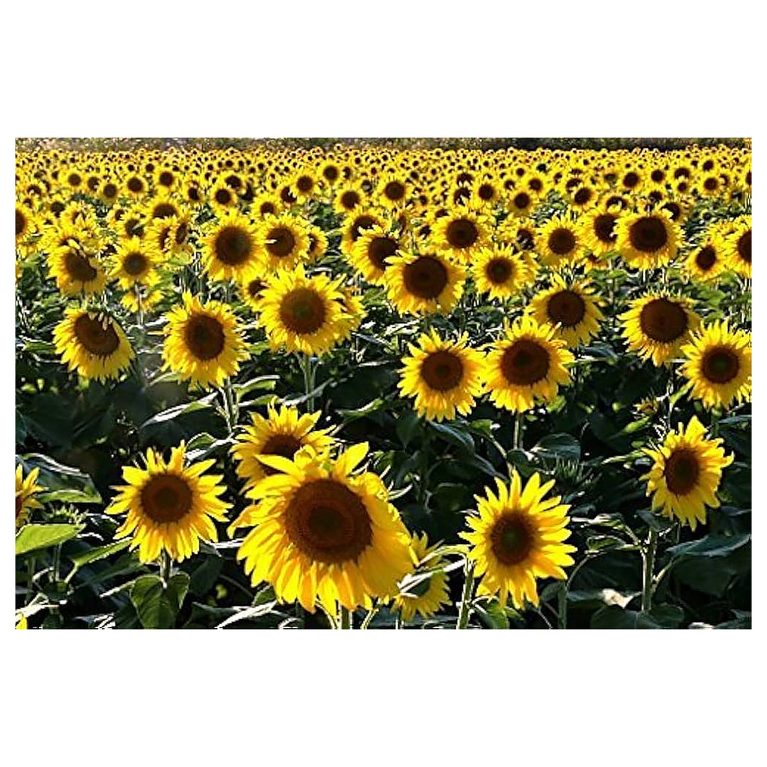Yellow Sunflower Blossom Helianthus Annuus Planting Flower Seeds Home Garden Planting, | Neera Seeds product photo [neera-v4-fdfe56ac8a6e8240abf1]