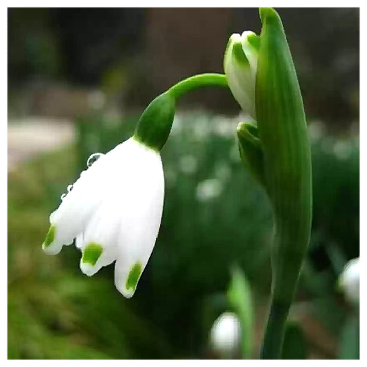 White Galanthus Nivalis Flower Seeds for Planting - Heirloom Non-GMO High Germination Organic Garden Seeds | Neera Seeds product photo [neera-v4-fe13f6dcec983081554a]