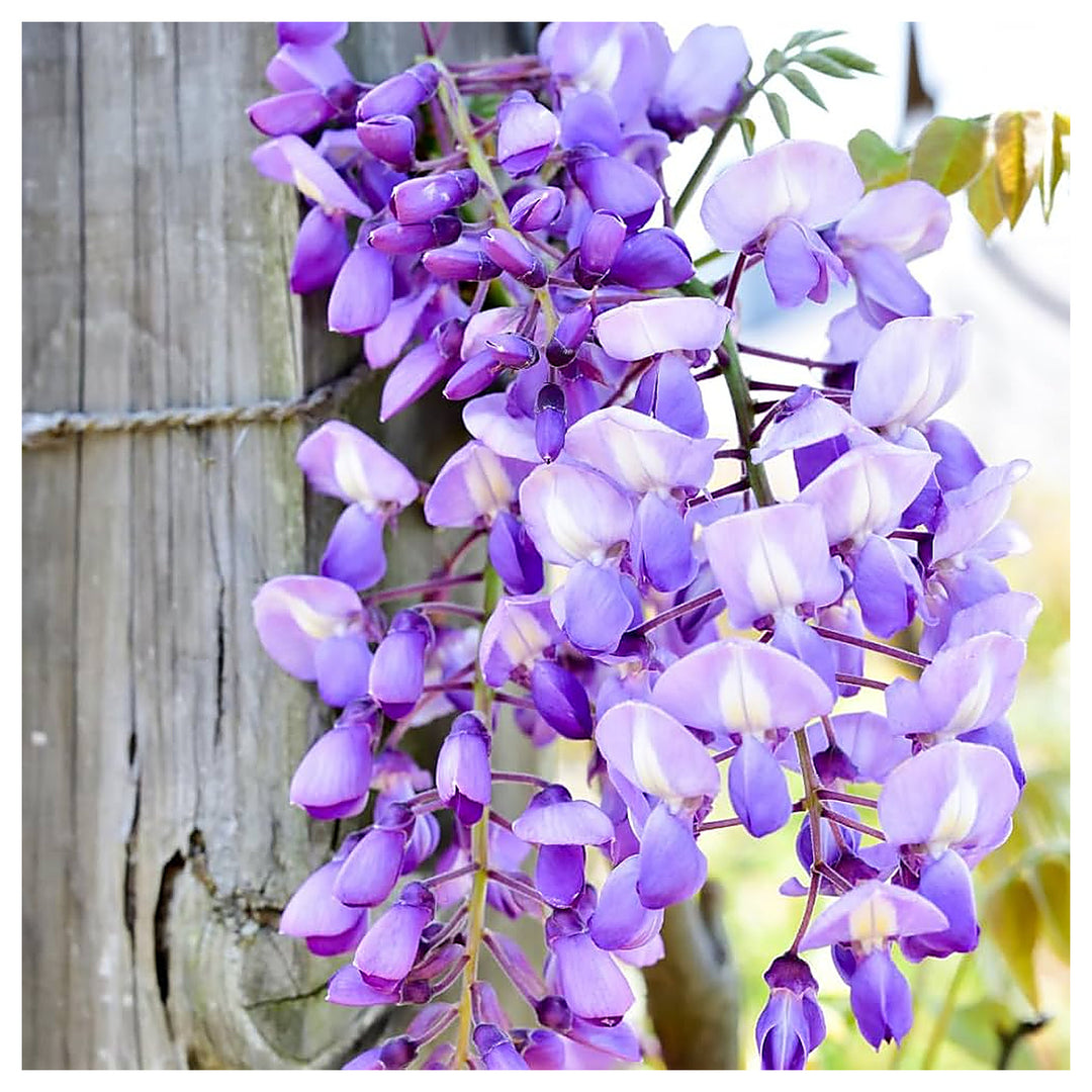 Purple Brown Wisteria Outdoor Flowers Flower Seeds for Home Garden Planting, Blooming Organic | Neera Seeds product photo [neera-v4-fe2d075fe019230e1092]
