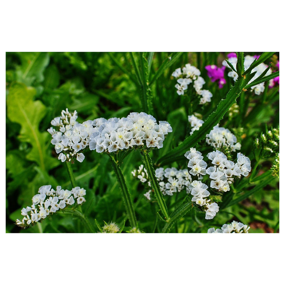 Sea Lavender Seeds for Planting – Organic Heirloom Non-GMO Garden Flower Seeds | Neera Seeds product photo [neera-v4-fe31bb79e266e754981a]