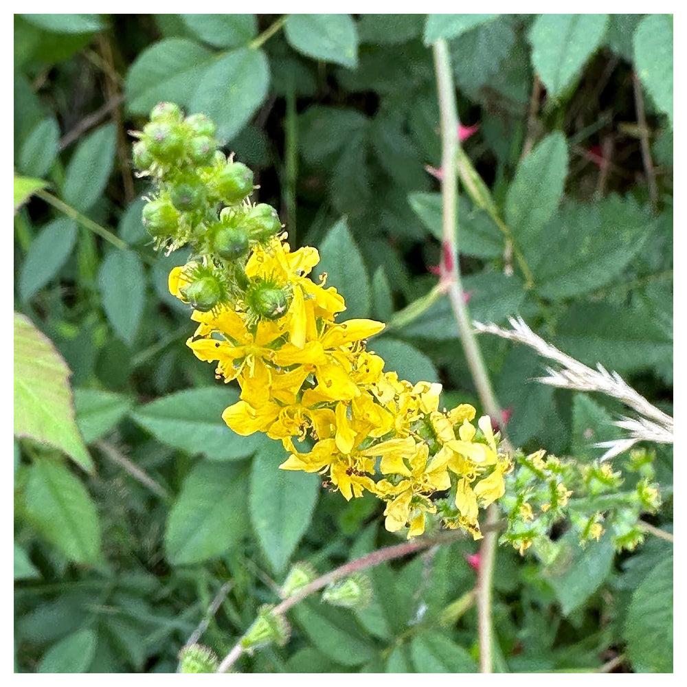 Agrimony Flower Seeds – Heirloom, Non-GMO, Medicinal Herb Blooms for Garden Planting | Neera Seeds product photo [neera-v4-fe3568497302eb1627e7]