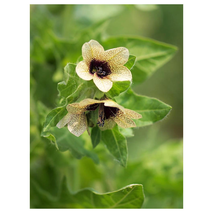 Cream Henbane Flower Seeds for Planting – Rare Medicinal Herb with Creamy Blooms | Neera Seeds product photo [neera-v4-fe40803aa82a3d8f30f1]
