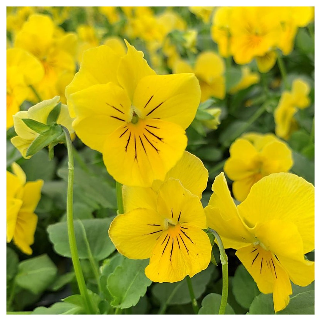 Yellow Pansy Flower Seeds – Non-GMO Seeds for Vibrant Garden Planting | Neera Seeds product photo [neera-v4-fe40d3880c3af32a3d80]