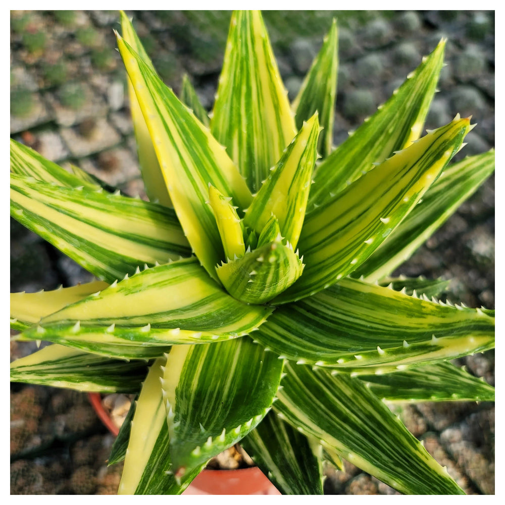 Yellow Green Aloe Plant Seeds – Heirloom Non-GMO High Germination Succulent Organic Garden Seeds for Planting | Neera Seeds product photo [neera-v4-fe594dad15cd9346f433]
