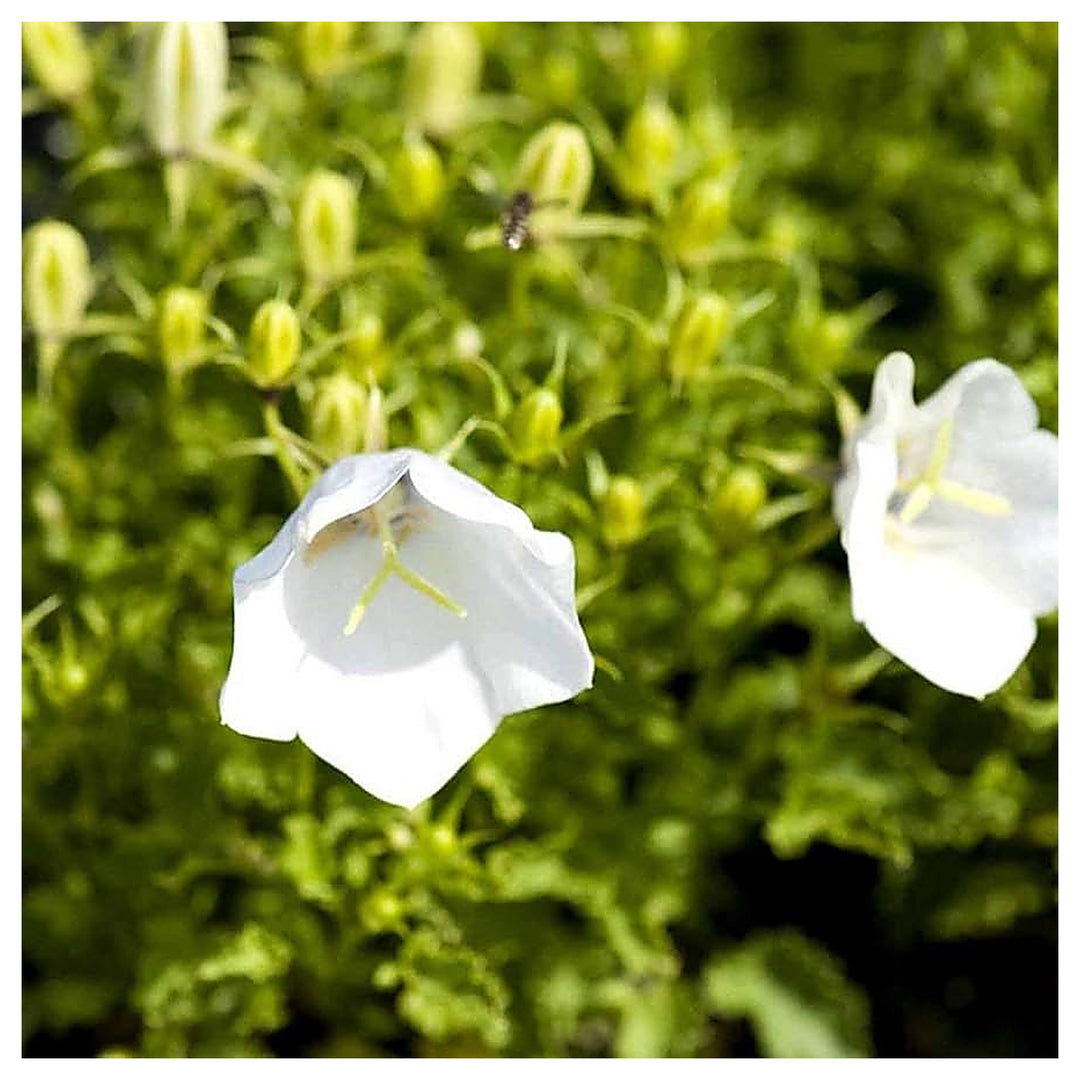 White Bellflower Campanula Carpatica Flower For Planting Compact Blooms For Garden Edging | Neera Seeds product photo [neera-v4-fe59626afc9f3456aa09]