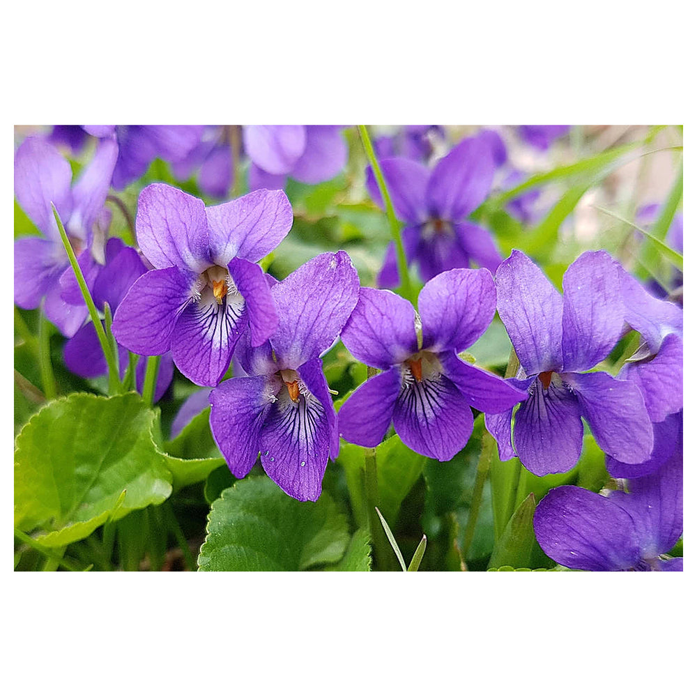 Heirloom Non-GMO Purple Viola Flower Seeds for Spring Planting – Vibrant Blooming Flower Seeds | Neera Seeds product photo [neera-v4-fe618ddbf653f8dfd9ce]