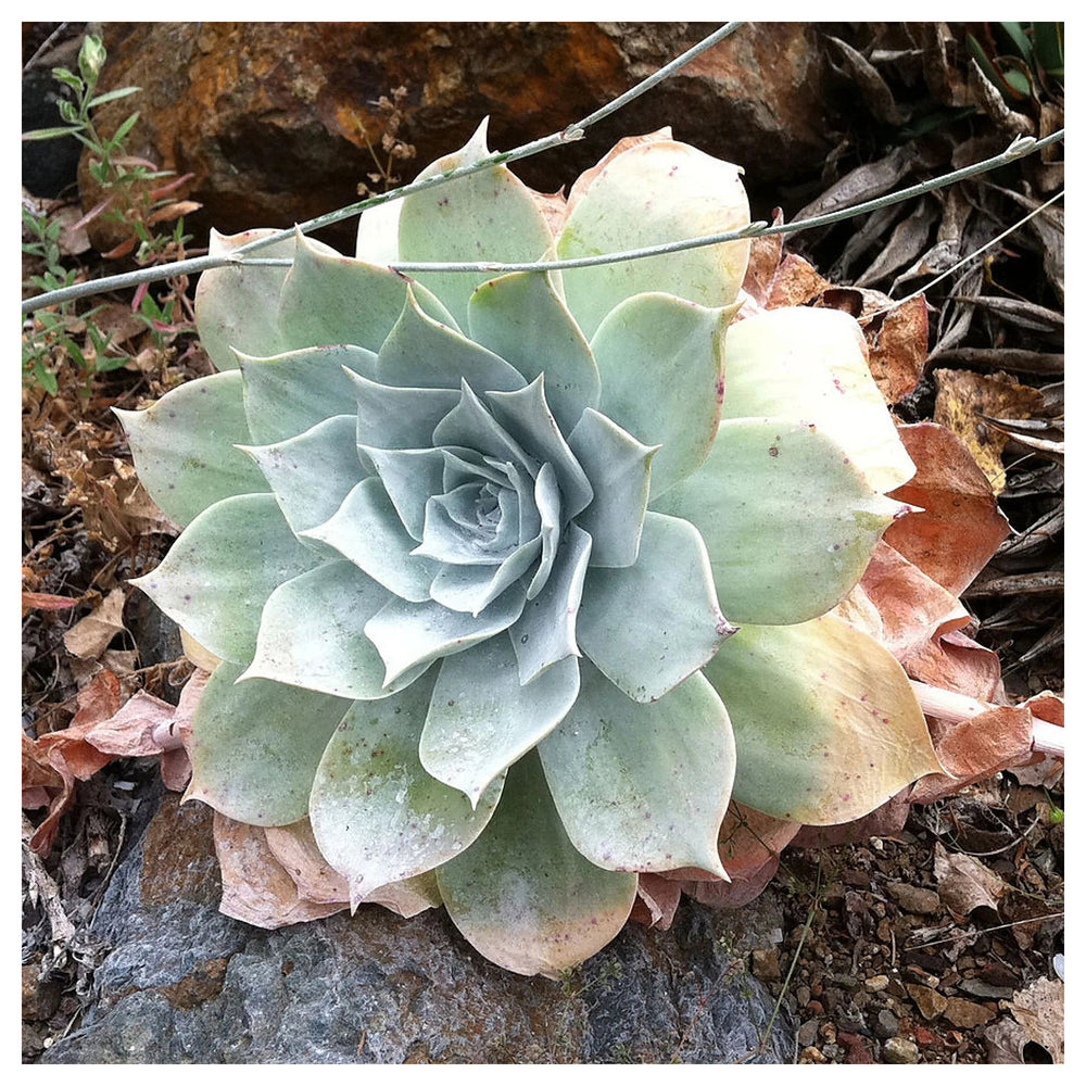 Green Dudleya Plant Seeds – Heirloom Non-GMO Organic Garden Seeds for Decorative Home Planting | Neera Seeds product photo [neera-v4-fe8a2fc90bb8dbf94382]