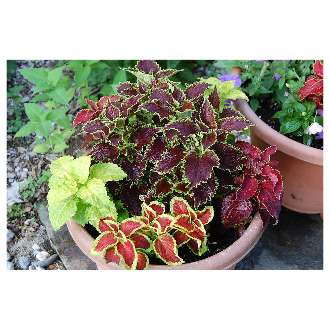 Heirloom Mixed Coleus Flower Seeds for Planting – Non-GMO, Colorful Ornamental Foliage Variety | Neera Seeds product photo [neera-v4-fe8aa37a0301f47956cf]