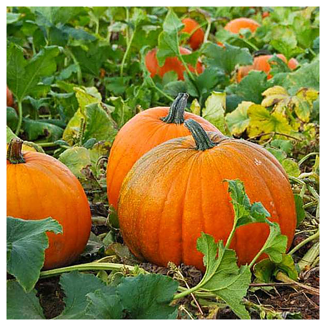 Pumpkin Seeds for Planting – Heirloom, Non-GMO Vegetable Garden Seeds for High Yield and Fast Germination | Neera Seeds product photo [neera-v4-fe97962f20aa782e8d09]