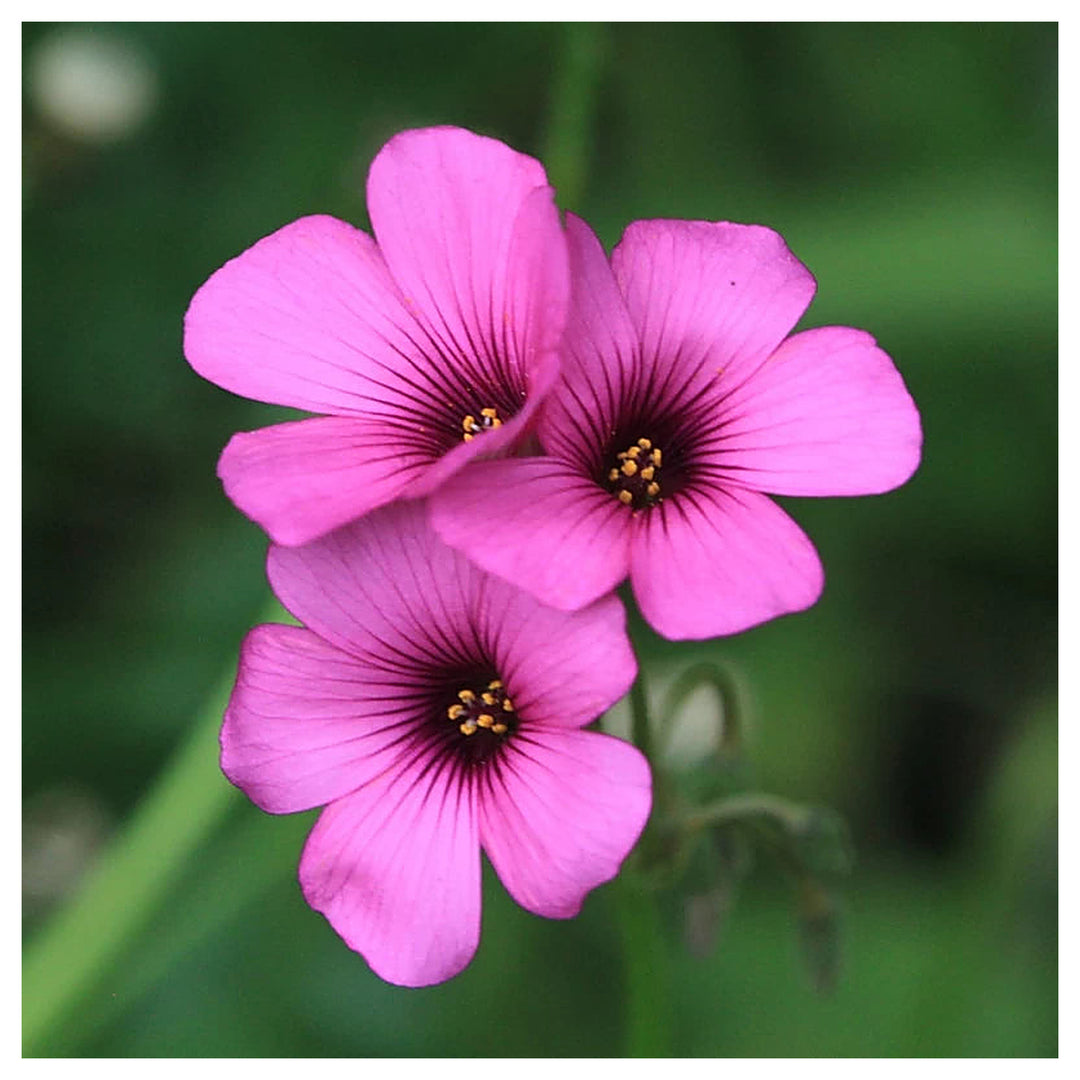 Pink Oxalis Laciniata Flower Seeds – Heirloom Non-GMO Seeds for Planting – Unique Organic Garden Blooms | Neera Seeds product photo [neera-v4-fea9b408e960f7f6f110]