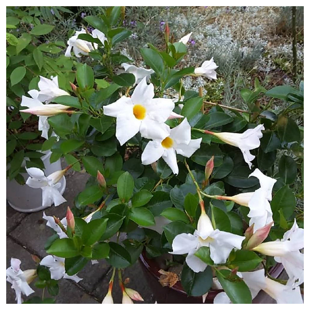 White Mandevilla Flower Seeds for Planting – Heirloom, Non-GMO, High Germination Tropical Climbing Vine Seeds | Neera Seeds product photo [neera-v4-feaea524e31f3215f147]